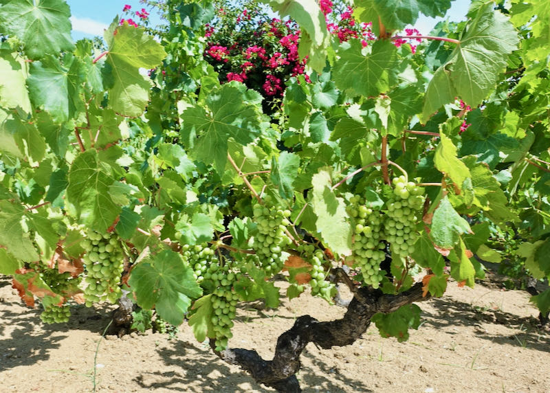 Grapevine, heavy with fruit