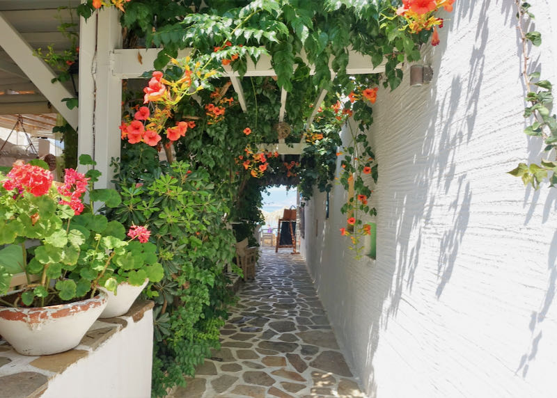 Stone walkway covered in flowering plants
