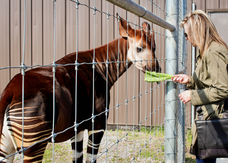 From behind a metal fence, a woman feeds an okapi a leaf of lettuce.