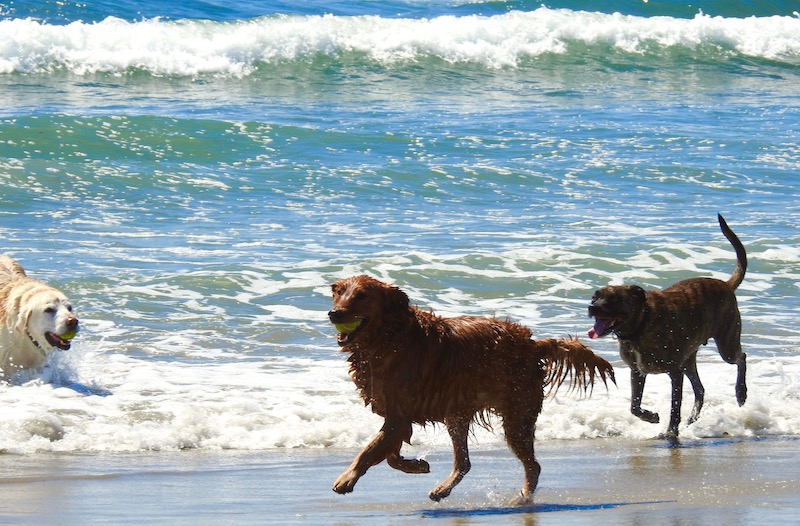 Dogs playing in the waves on Dog Beach in Ocean Beach, San Diego
