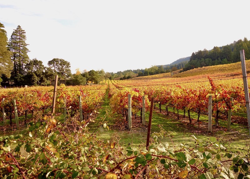 Vineyard in autumn in Sonoma Valley