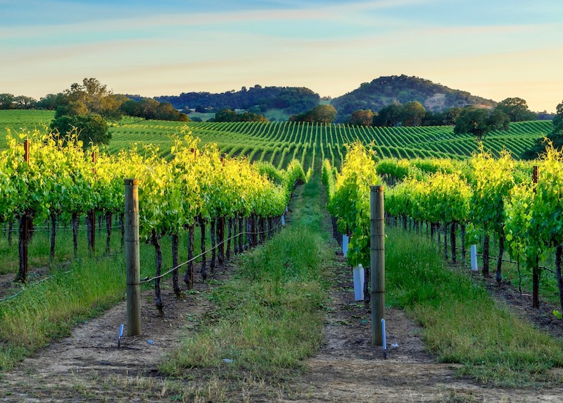 Sunset in the vineyards of Sonoma Valley in California Wine Country