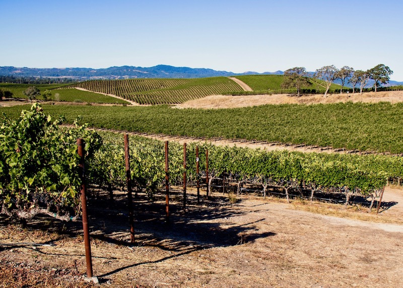 A vineyard on rolling hills in St. Helena in Napa Valley, California