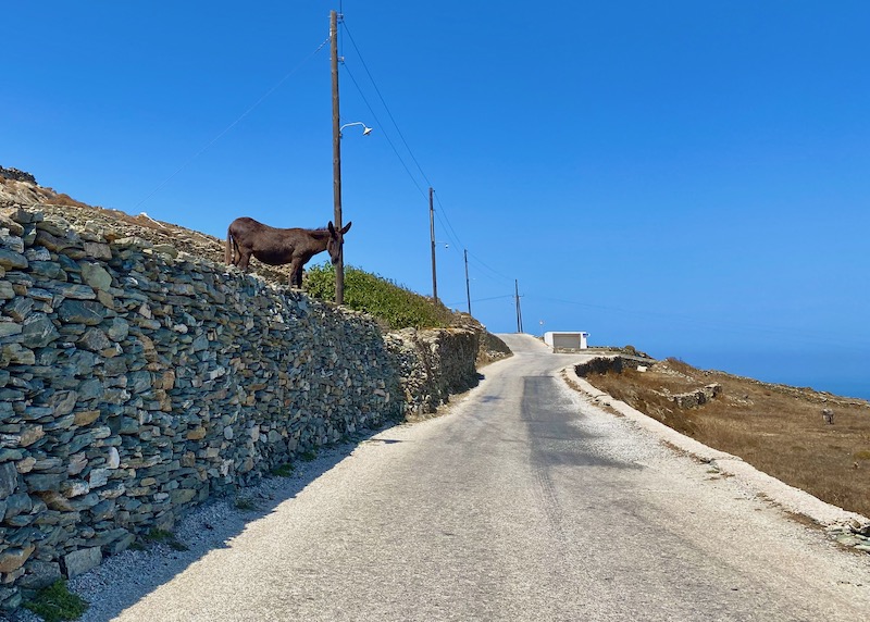Donkey on an old stone wall on the road through Ano Meria, Folegandros