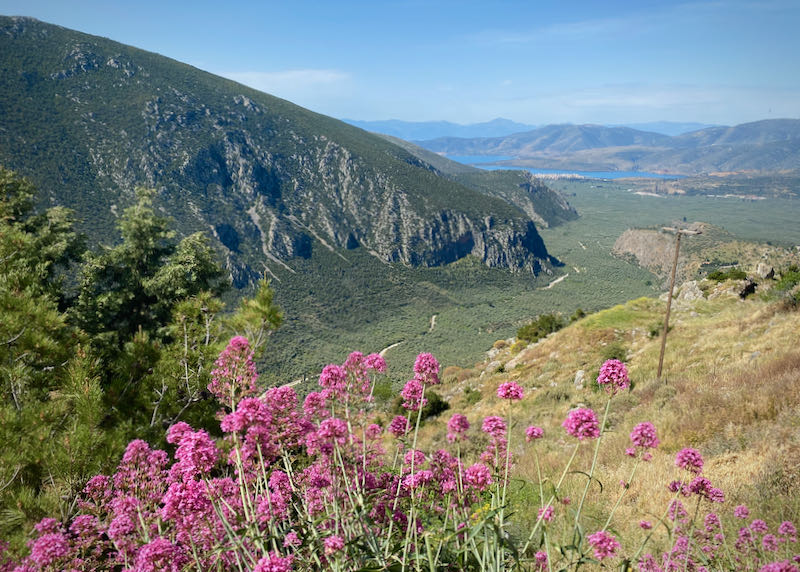View over an olive-grove-studded valley to the sea, with pink flowers in the foreground