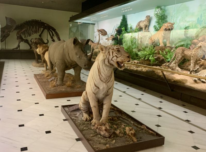Taxidermied tiger and rhinocerous posed next to a display case of large taxidermied cats.