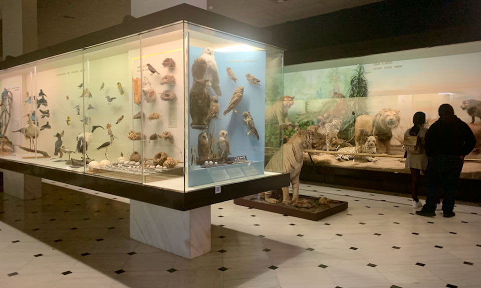Museum cases filled with taxidermied birds
