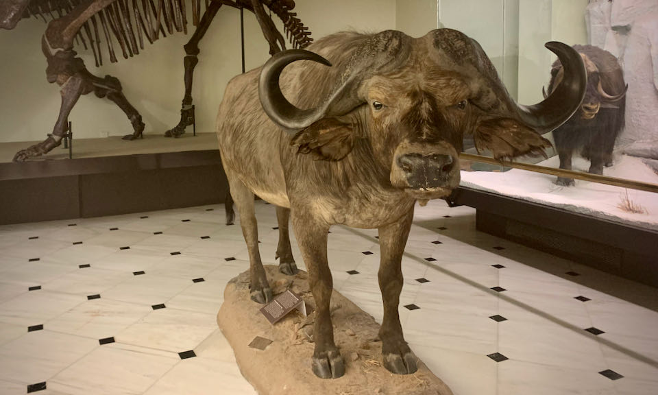 Taxidermied water buffalo standing in a museum corridor