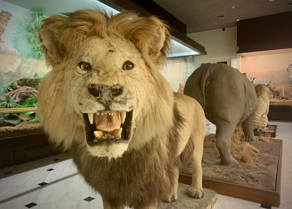 Taxidermied lion in mid-roar on display in a museum