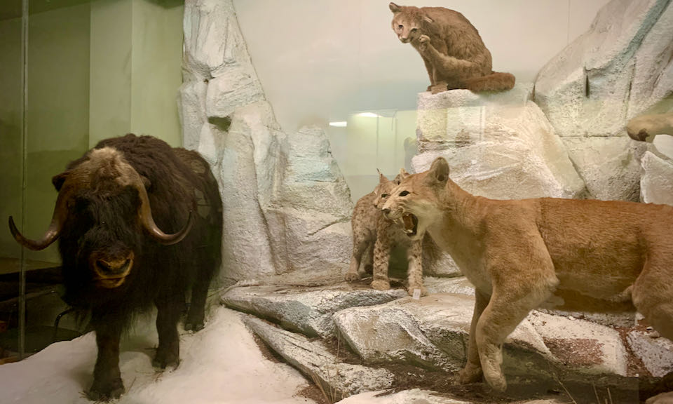 Taxidermied Arctic mammals posed in a museum display