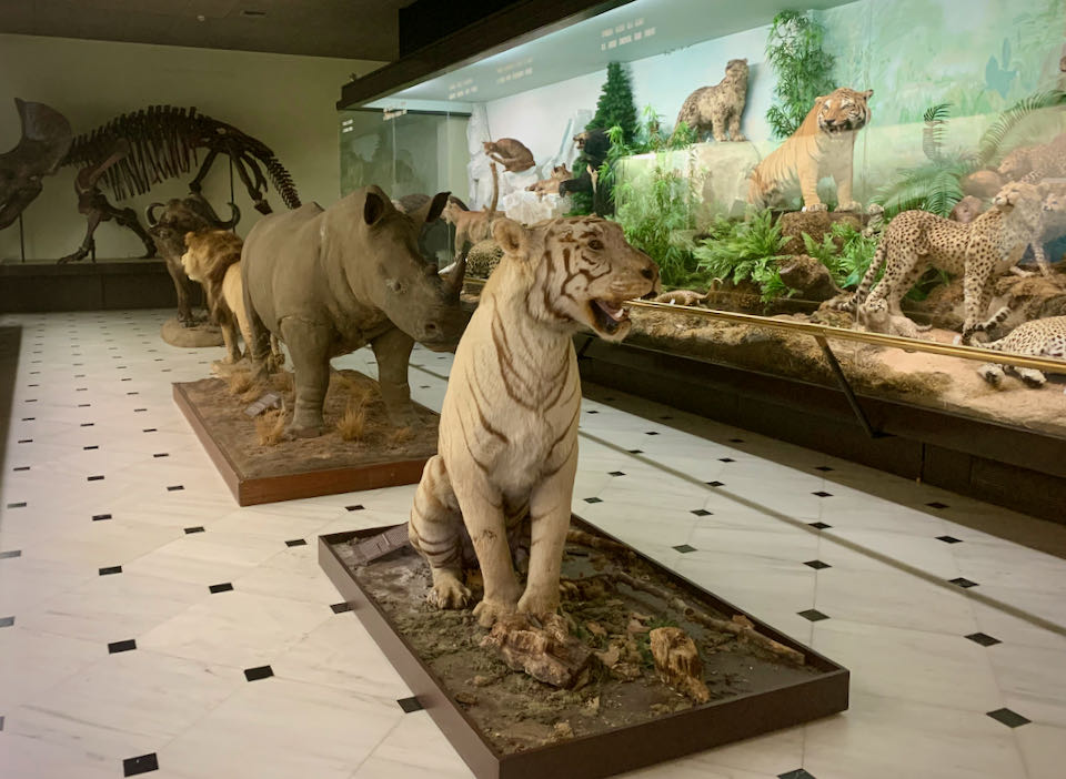 Taxidermied tiger posed in a museum corridor