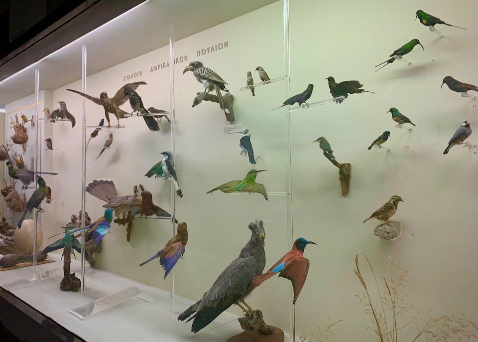 Birds in a museum display case