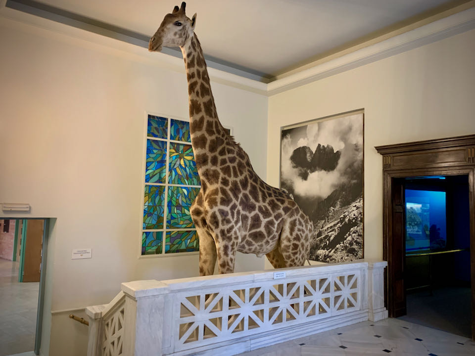 Taxidermied giraffe displayed in a stairwell