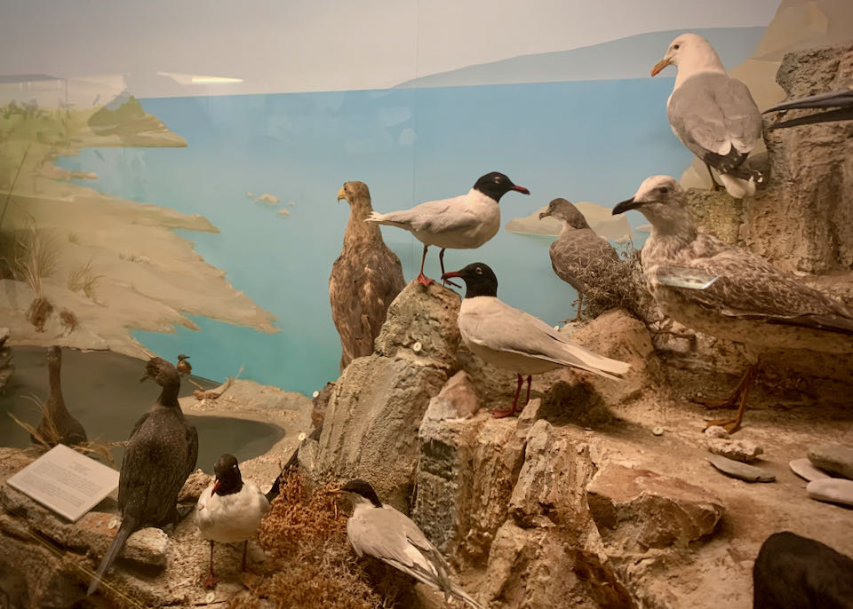 Taxidermied shore birds on display in a museum