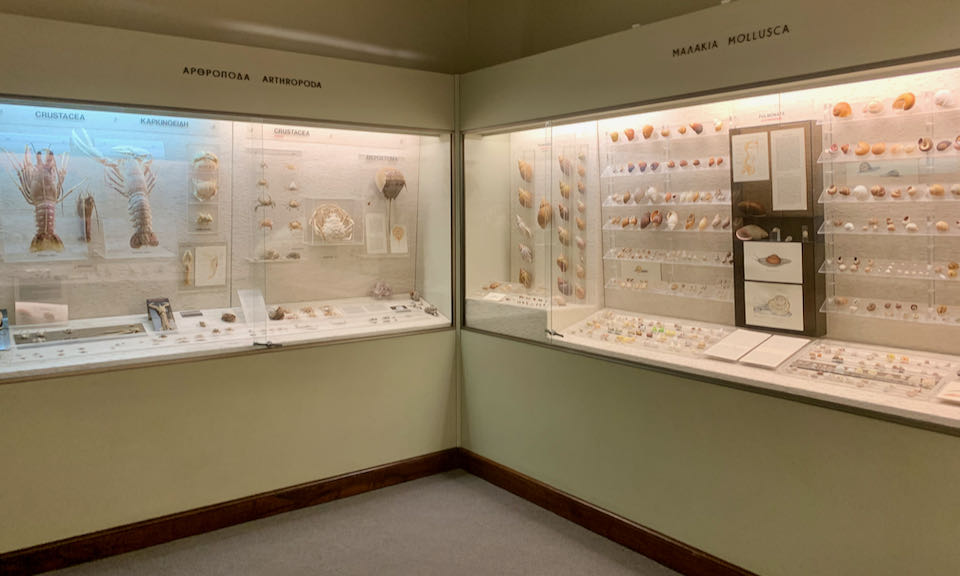 Museum display of seashells