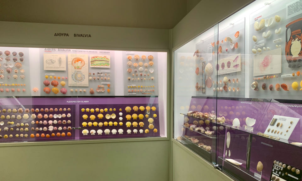 Seashells on display in a museum case
