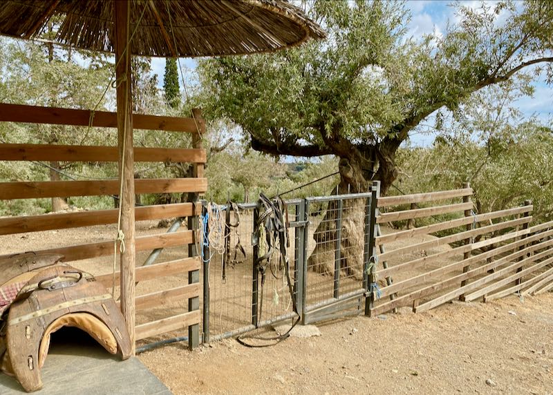 Exterior of a horse stable, with saddle and reins displayed