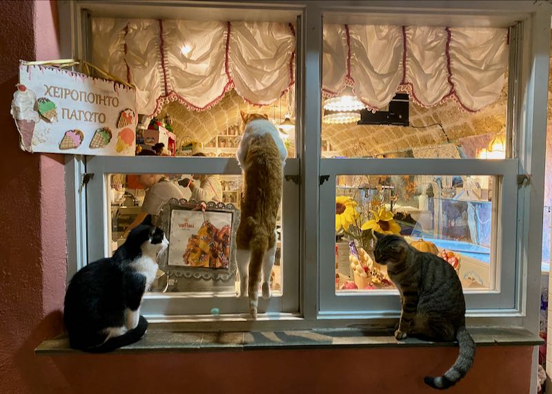 Cats look in the window of a creperie