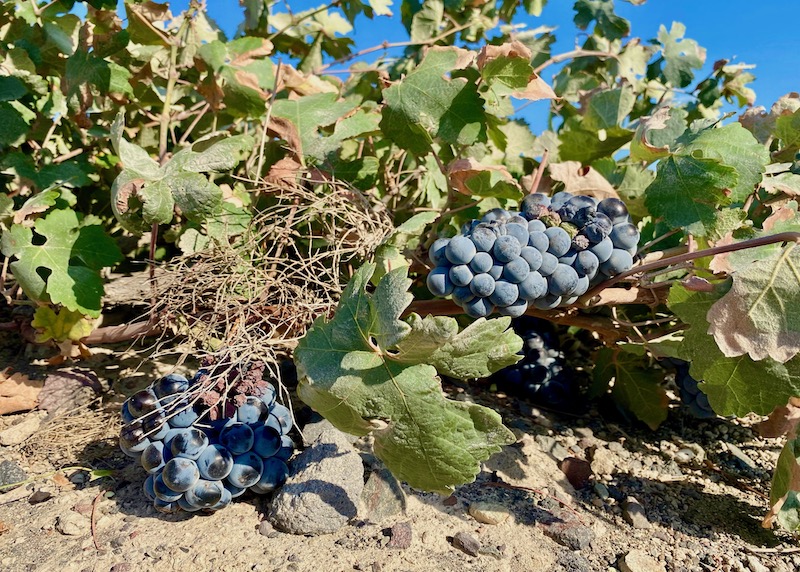 Grapes on the vine in Santorini's wine country in Megalochori