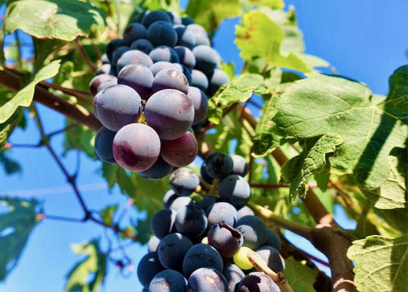 Grapes at a Santorini winery.