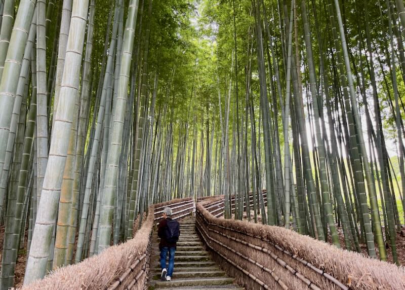 A man walks up stairs through a bamboo forest.