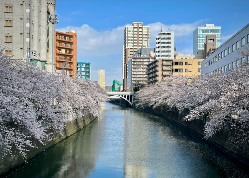 River lined with blossoming cherry trees, with skyscrapers in the background