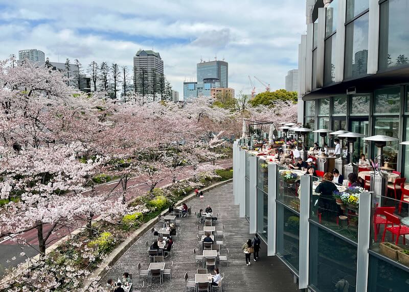 Diners eat on a bi-level terrace next to blossoming cherry trees