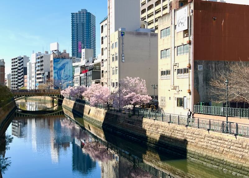 Pink cherry blossom trees lin a small river canal in downtown Fushimi, Japan.