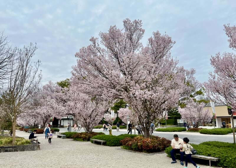 A row of cherry blossom trees in a garden.