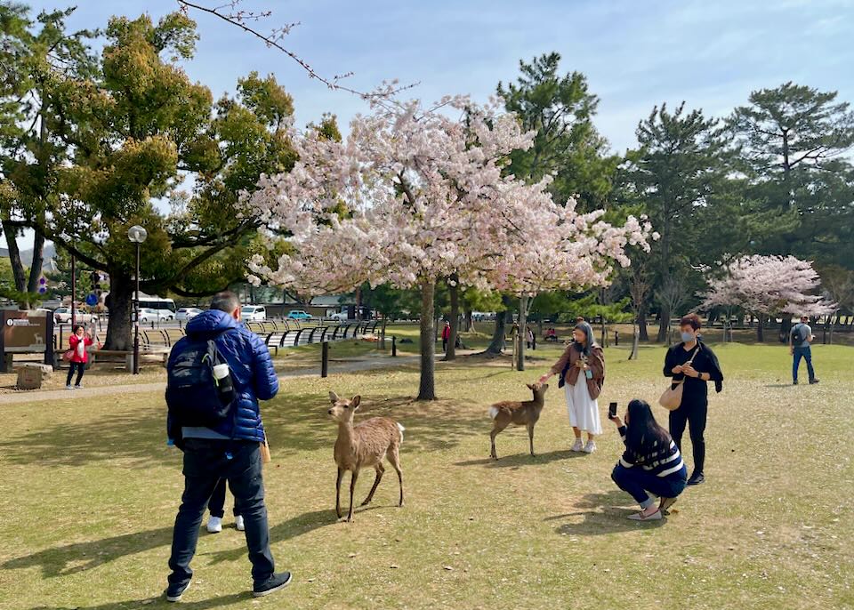 People feed deer in Nara Park.
