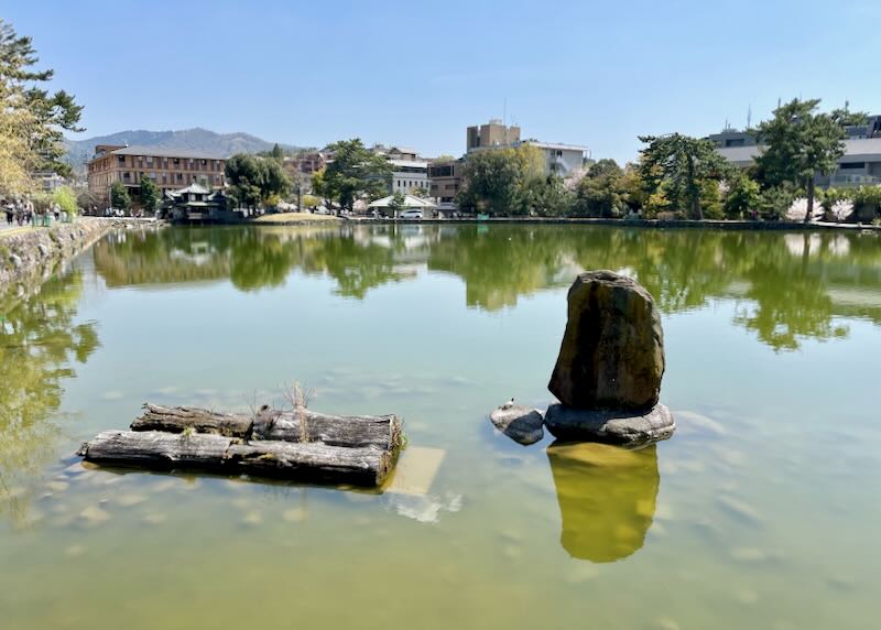 A log and stone sit in a green pond in the middle of Naramachi.