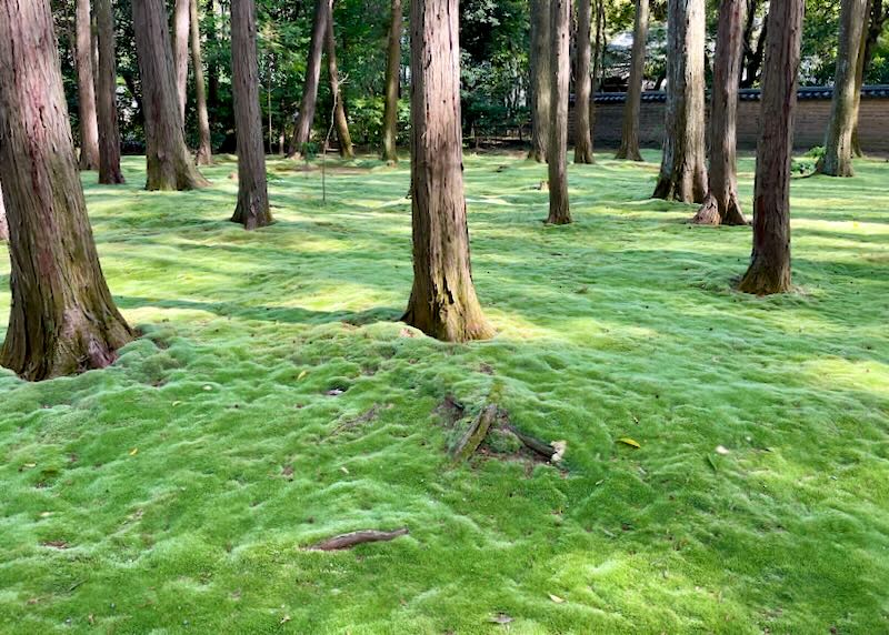 Lush green moss covers the park floor.