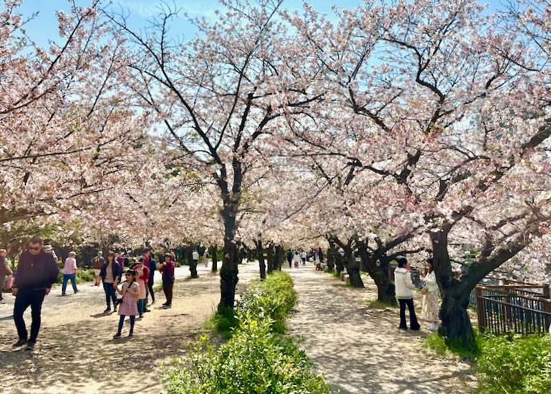 People walk under the blooming cherry trees in Osaka Castle Park.