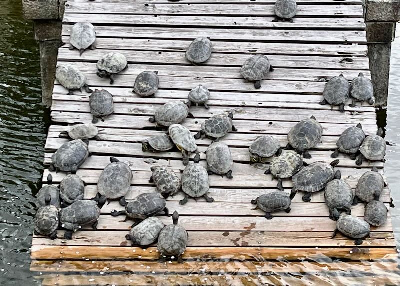Turtles crawl of the water onto a wood deck.