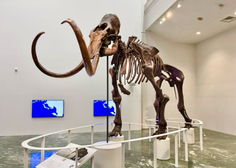 Bones of a large mammoth on display at a museum.