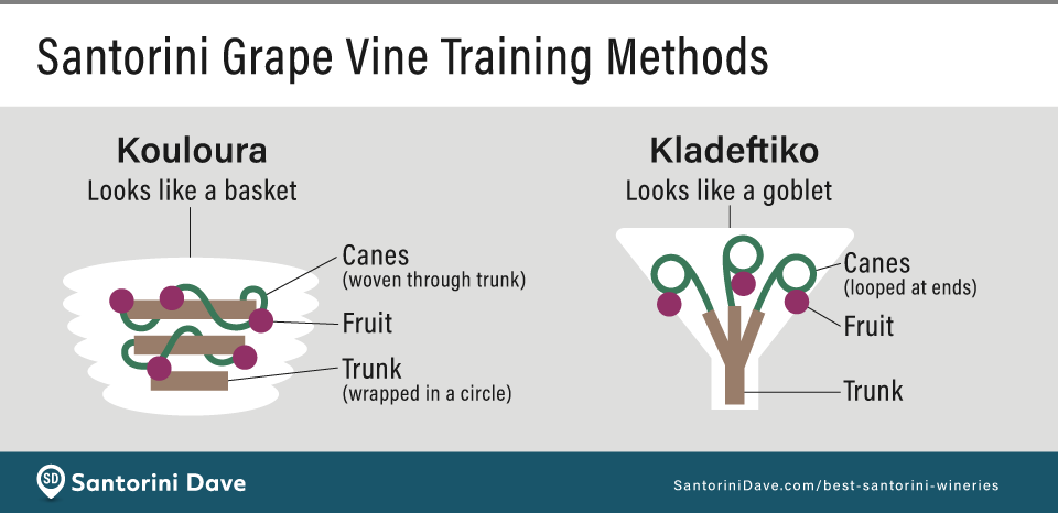 Graphic showing the training method of grape vines on Santorini