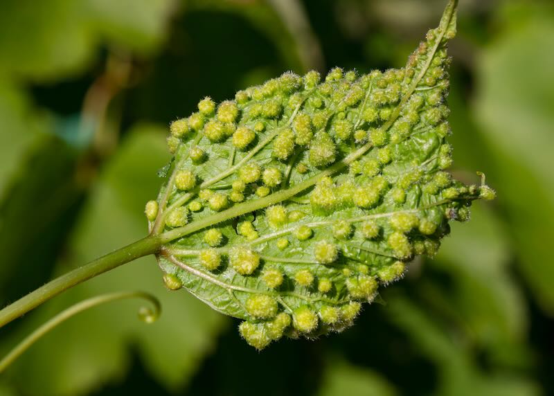Grape leaf infested with phylloxera aphids