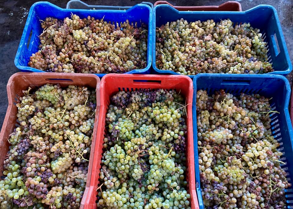 Bins of grapes, just picked during harvest.