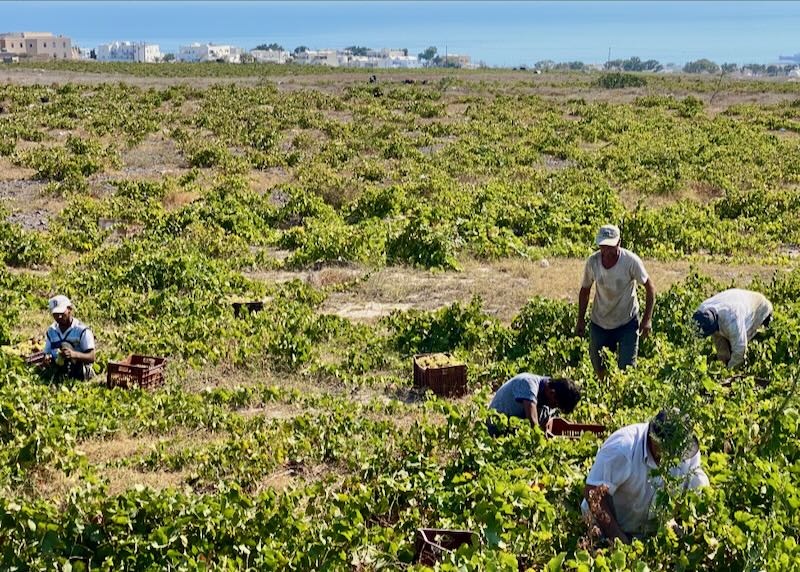 Men harvest grapes from low-lying vines on Santorini.