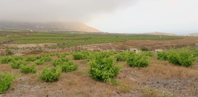 A vineyard on Santorini on a misty morning