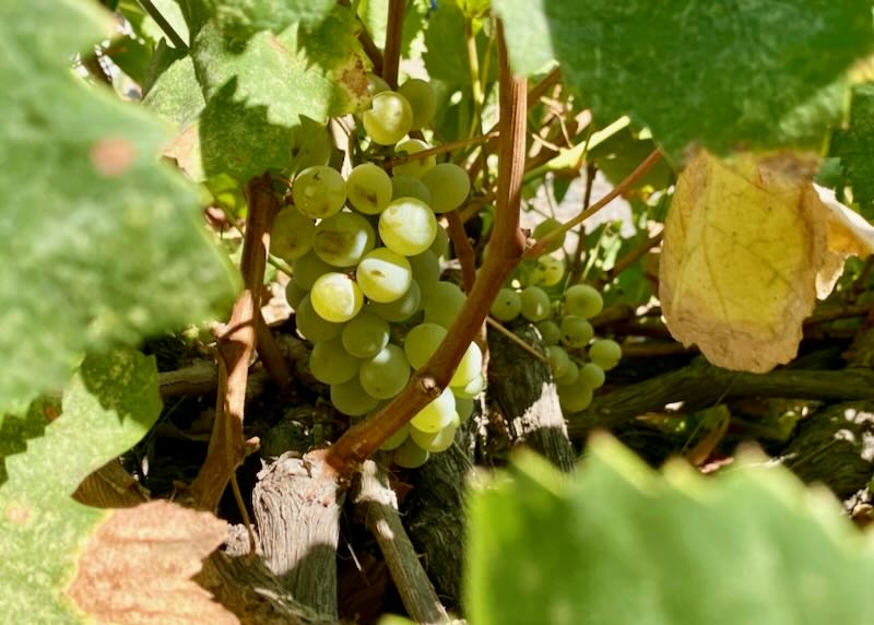 White grapes growing close to the ground on a vine.