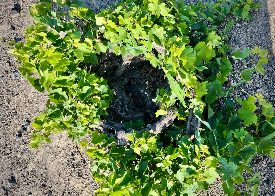 Grape vines trained to grow in a circle, close to the ground. 