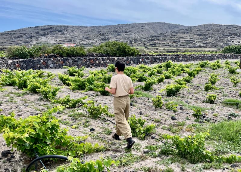 A person walks through a field of low-trained grapevines.
