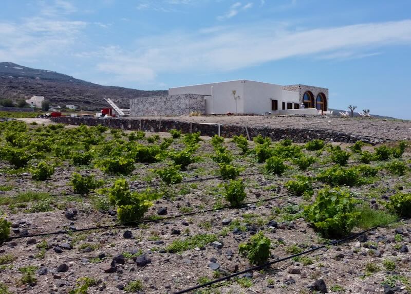 Modern winery surrounded by grapevines trained in the kouloura method.