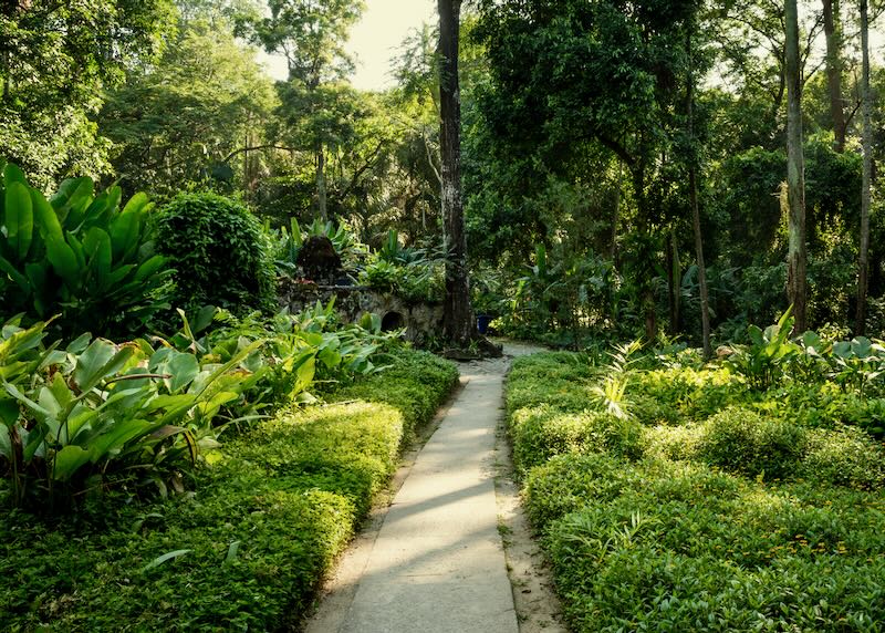 Path leading through lush foliage
