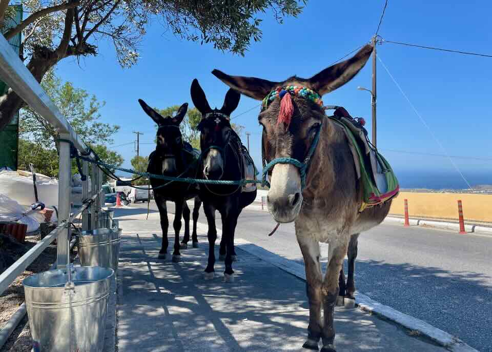 Santorini donkeys. 