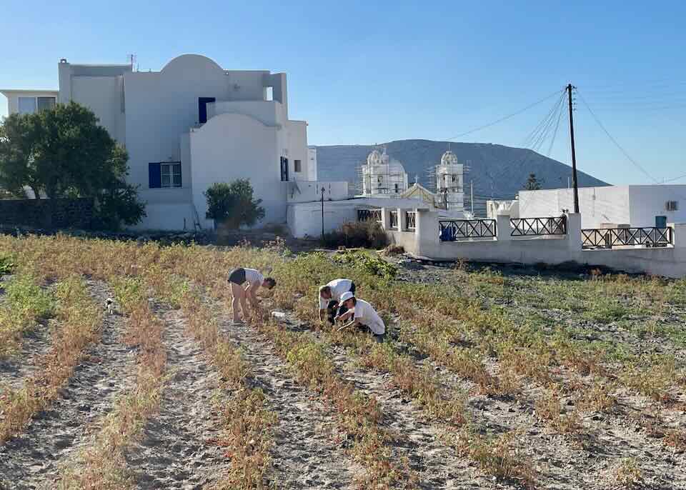 Santorini farming.