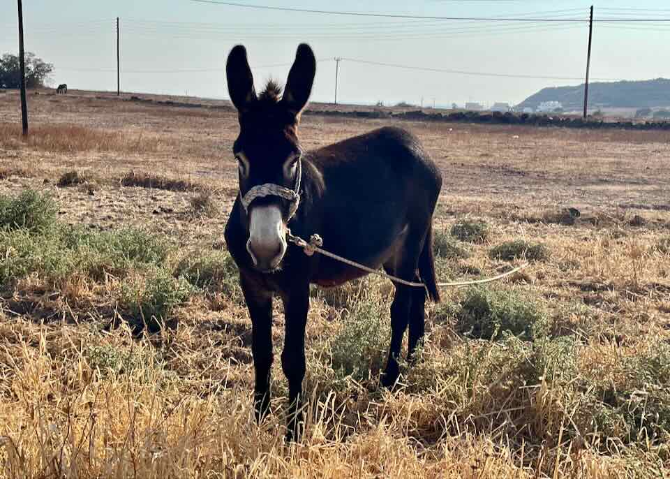 Donkey in Santorini. 