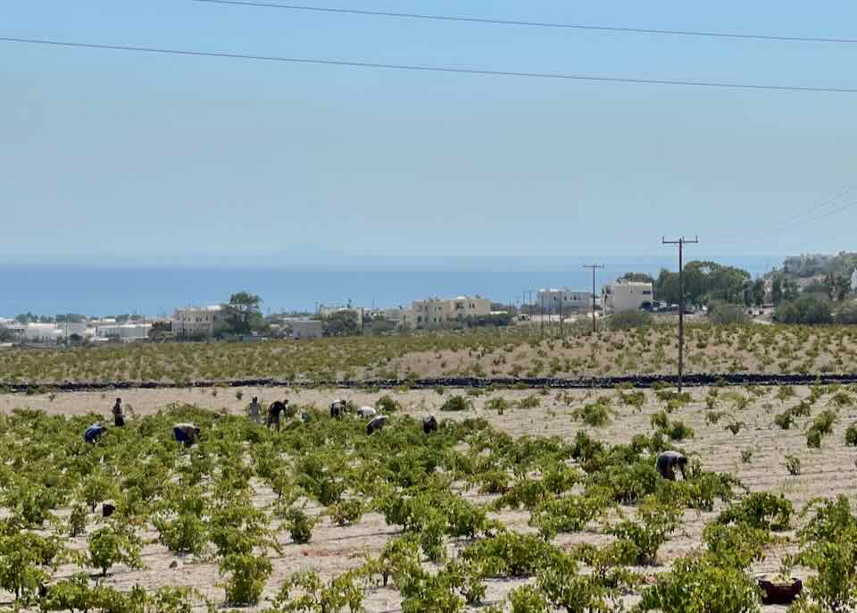 Picking grapes in Santorini.