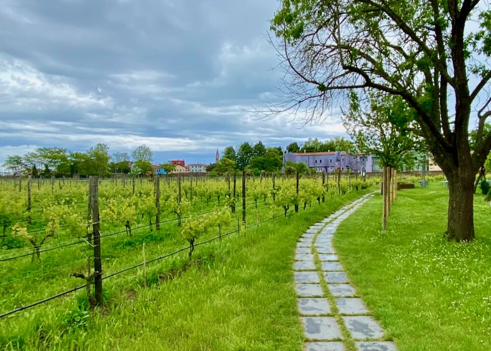 Stone path leading past a vineyard to a grey stone building